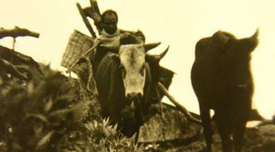 Harvest 3000 Years