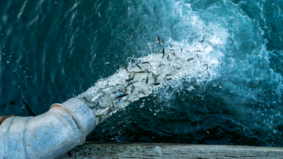 Artifishal: The Road to Extinction is Paved with Good Intentions - Tribeca X